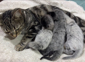 Two Adorable Kittens Looking for Their Forever Homes