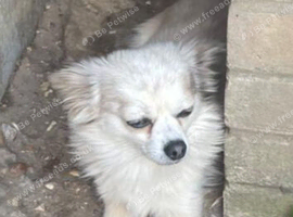 My beauitiful Chihuahua boy