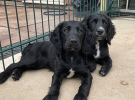 1  FEMALE AND I   MALE  WORKING COCKER PUPPy