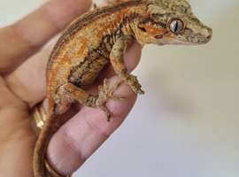 Gargoyle Gecko Red and Orange stripe Yellow base