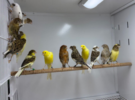Canaries