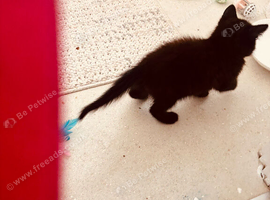 Kitten