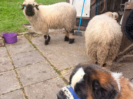 Male St Bernard looking for a knew home