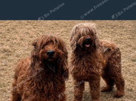 2 doodles looking for new home
