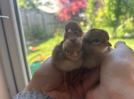 Chicks & Hatching Eggs Pure breeds
