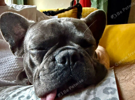 SMURF - Beautiful Frenchie