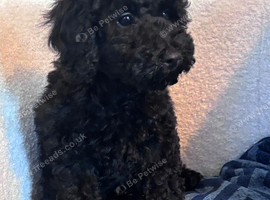 Poodle puppies one boy one girl x