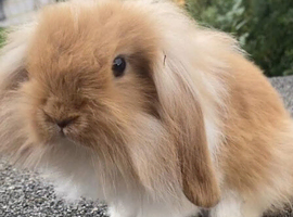 Mini lion lop bunnies