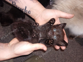 Ragdoll x domestic black