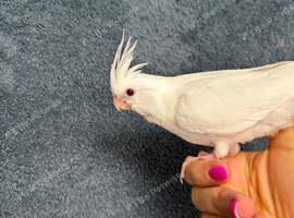 3 hand reared, tame cockatiels.