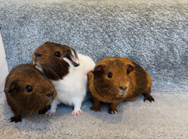GIRLS READY TO LEAVE
