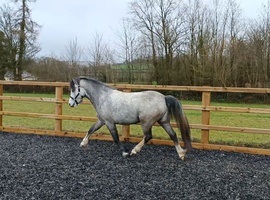 Connemara part bred gelding