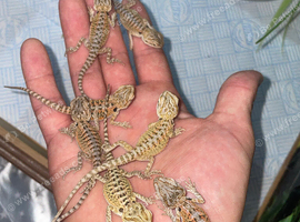 Bearded dragons