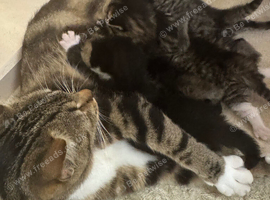 5 kittens for sale