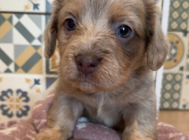 Dachshund cross boy