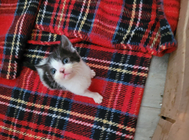 5 Kittens
