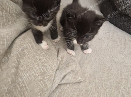 Kittens