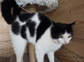 Female cat for sale