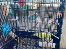 Two budgies