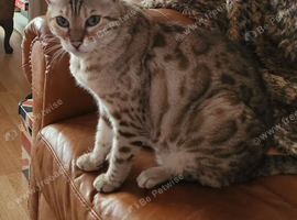 Missing Bengal Cat