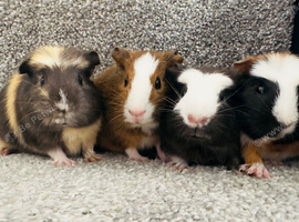 Beautiful boars for sale