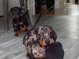 Miniature dachshund