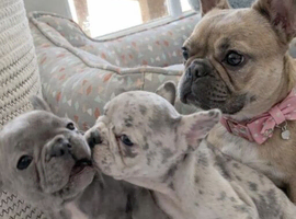 Male frenchie