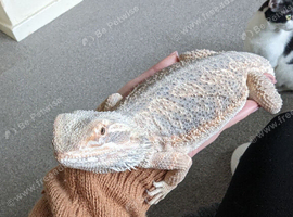 8 year old bearded dragon
