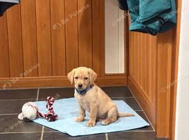 Kc reg fox red labs
