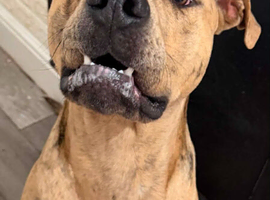 Mixed Breed Puppy needs rehoming ASAP