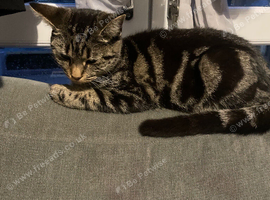 7 month old kitten for sale