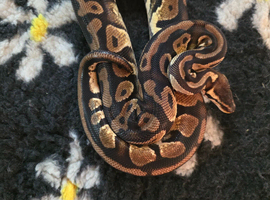 Proven, RTB and adult royal pythons