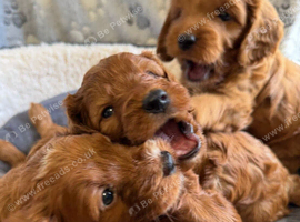 ️RED cockerpoo puppies️