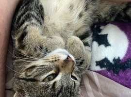 Tabby female