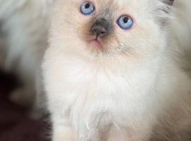 Beautiful seal point ragdoll kittens