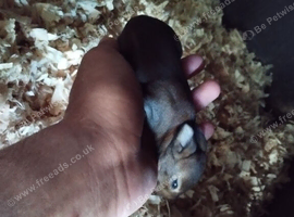 1 week old mini rex ready to reserve