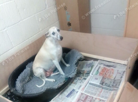Kennel club registered pups due on 23rd October