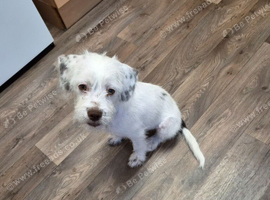 Jack Russell cross Yorkshire terrier