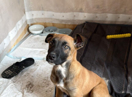 Dutch shepherd puppy
