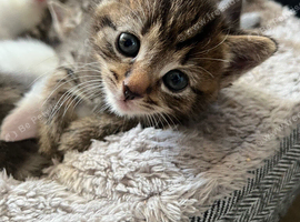 5 Kittens left