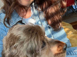 Doggie Care