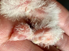 Handtame Lutino  baby lineolated parakeets