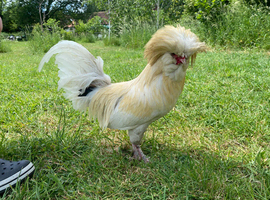 Gorgeous White Polish Cockeral