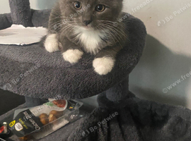 Grey and white female