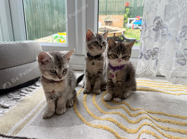 * Beautiful Scottish Straight Kittens for Sale