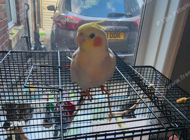 Singing Male Cockatiel