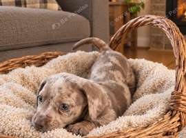 French bull weaner puppies