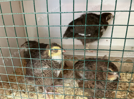 Jumbo tuxedo quail