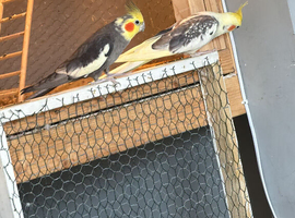 4 cockatiels