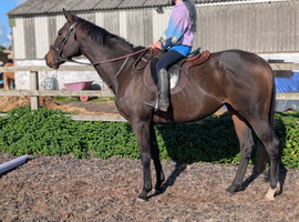 Straightforward 15.2hh stunning mare